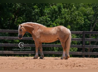Caballo cuarto de milla Mestizo, Caballo castrado, 7 años, 155 cm, Palomino