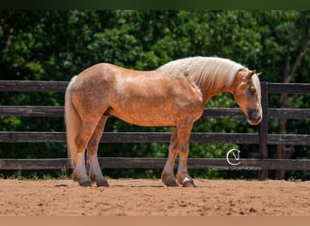 Caballo cuarto de milla Mestizo, Caballo castrado, 7 años, 155 cm, Palomino