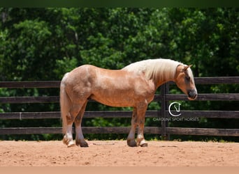 Caballo cuarto de milla Mestizo, Caballo castrado, 7 años, 155 cm, Palomino