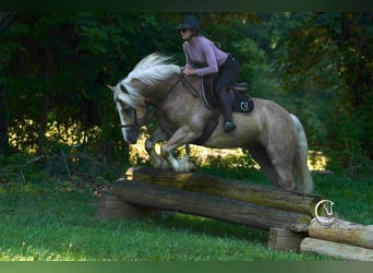 Caballo cuarto de milla Mestizo, Caballo castrado, 7 años, 155 cm, Palomino