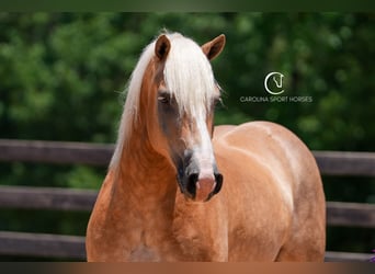 Caballo cuarto de milla Mestizo, Caballo castrado, 7 años, 155 cm, Palomino