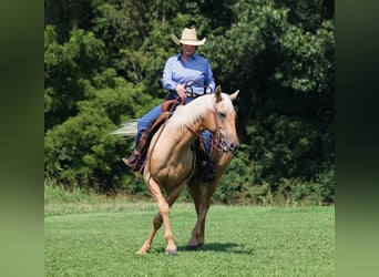 Caballo cuarto de milla, Caballo castrado, 7 años, 155 cm, Palomino