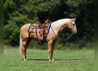 Caballo cuarto de milla, Caballo castrado, 7 años, 155 cm, Palomino