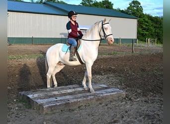 Caballo cuarto de milla, Caballo castrado, 7 años, 155 cm, Perlino