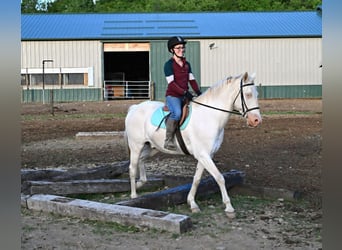 Caballo cuarto de milla, Caballo castrado, 7 años, 155 cm, Perlino