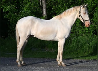 Caballo cuarto de milla, Caballo castrado, 7 años, 155 cm, Perlino