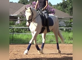 Caballo cuarto de milla, Caballo castrado, 7 años, 155 cm, Perlino