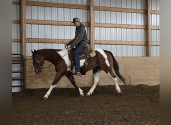 Caballo cuarto de milla, Caballo castrado, 7 años, 155 cm, Pío