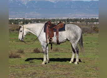 Caballo cuarto de milla, Caballo castrado, 7 años, 155 cm, Tordo