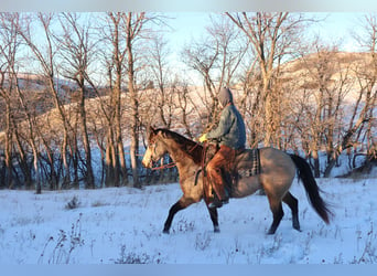 Caballo cuarto de milla, Caballo castrado, 7 años, 157 cm, Buckskin/Bayo