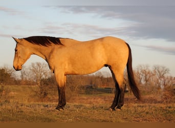 Caballo cuarto de milla, Caballo castrado, 7 años, 157 cm, Buckskin/Bayo