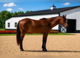 Caballo cuarto de milla, Caballo castrado, 7 años, 157 cm, Castaño rojizo