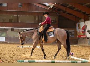 Caballo cuarto de milla, Caballo castrado, 7 años, 157 cm, Castaño-ruano