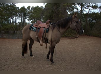 Caballo cuarto de milla, Caballo castrado, 7 años, 157 cm, Grullo