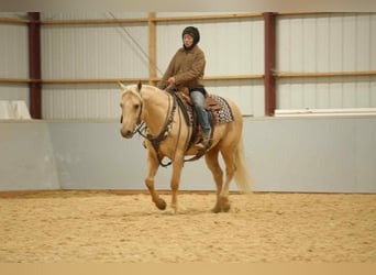 Caballo cuarto de milla, Caballo castrado, 7 años, 157 cm, Palomino