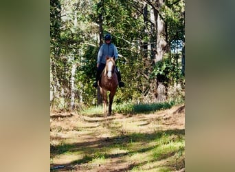 Caballo cuarto de milla, Caballo castrado, 7 años, 157 cm, Ruano alazán