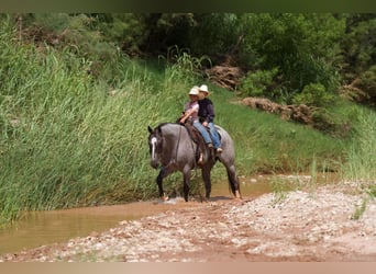 Caballo cuarto de milla, Caballo castrado, 7 años, 157 cm, Ruano alazán