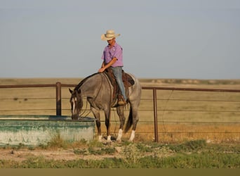 Caballo cuarto de milla, Caballo castrado, 7 años, 157 cm, Ruano alazán