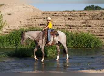 Caballo cuarto de milla, Caballo castrado, 7 años, 157 cm, Ruano alazán