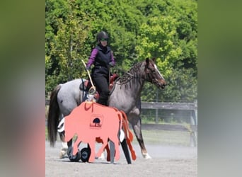 Caballo cuarto de milla, Caballo castrado, 7 años, 157 cm, Ruano alazán