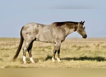 Caballo cuarto de milla, Caballo castrado, 7 años, 157 cm, Ruano alazán