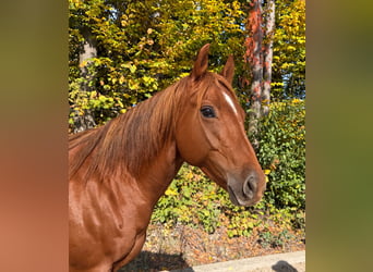 Caballo cuarto de milla, Caballo castrado, 7 años, 158 cm, Alazán