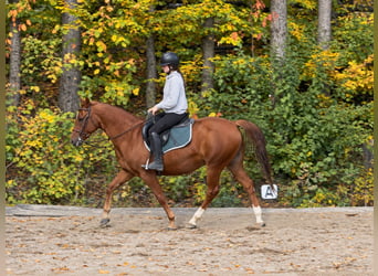 Caballo cuarto de milla, Caballo castrado, 7 años, 158 cm, Alazán