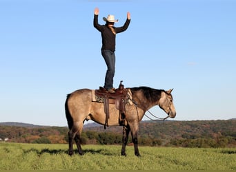 Caballo cuarto de milla, Caballo castrado, 7 años, 160 cm, Buckskin/Bayo