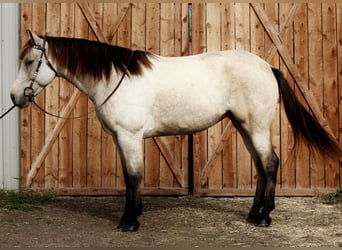 Caballo cuarto de milla, Caballo castrado, 7 años, 160 cm, Buckskin/Bayo