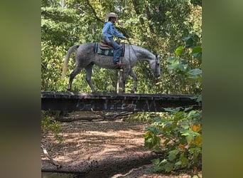 Caballo cuarto de milla, Caballo castrado, 7 años, 160 cm, Tordo