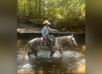 Caballo cuarto de milla, Caballo castrado, 7 años, 160 cm, Tordo