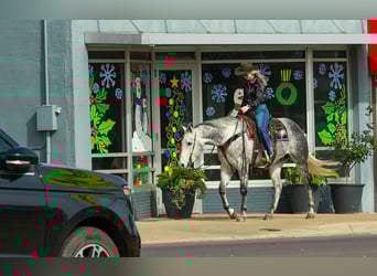 Caballo cuarto de milla, Caballo castrado, 7 años, 160 cm, Tordo