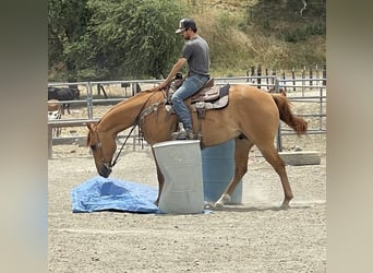 Caballo cuarto de milla, Caballo castrado, 7 años, 163 cm, Bayo