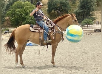 Caballo cuarto de milla, Caballo castrado, 7 años, 163 cm, Bayo