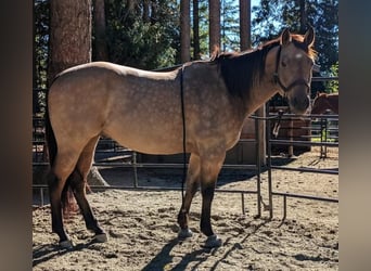 Caballo cuarto de milla, Caballo castrado, 7 años, 163 cm, Buckskin/Bayo