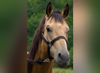 Caballo cuarto de milla, Caballo castrado, 7 años, 163 cm, Buckskin/Bayo
