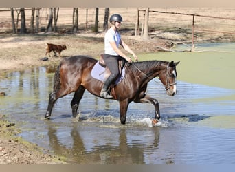 Caballo cuarto de milla Mestizo, Caballo castrado, 7 años, 163 cm, Castaño rojizo