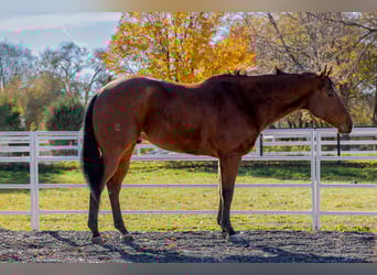 Caballo cuarto de milla, Caballo castrado, 7 años, 163 cm, Castaño rojizo