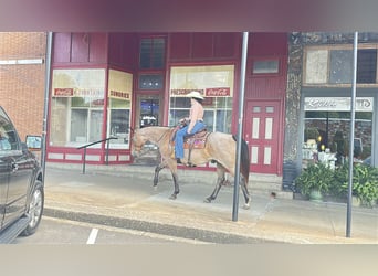 Caballo cuarto de milla, Caballo castrado, 7 años, 163 cm, Castaño-ruano