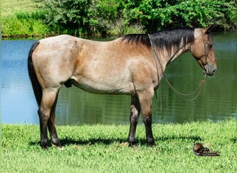 Caballo cuarto de milla, Caballo castrado, 7 años, 163 cm, Castaño-ruano