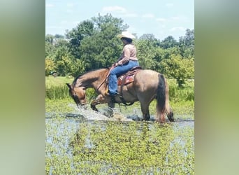 Caballo cuarto de milla, Caballo castrado, 7 años, 163 cm, Castaño-ruano