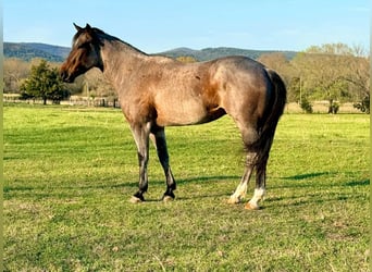 Caballo cuarto de milla, Caballo castrado, 7 años, 163 cm, Castaño-ruano
