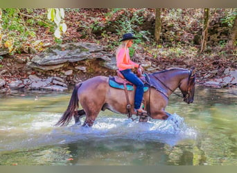 Caballo cuarto de milla, Caballo castrado, 7 años, 163 cm, Grullo