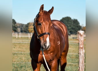 Caballo cuarto de milla, Caballo castrado, 7 años, 163 cm