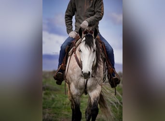 Caballo cuarto de milla, Caballo castrado, 7 años, 163 cm, Tordo