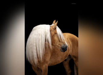 Caballo cuarto de milla Mestizo, Caballo castrado, 7 años, 165 cm, Palomino