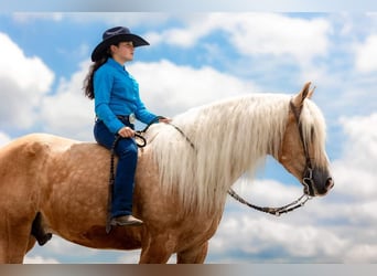 Caballo cuarto de milla Mestizo, Caballo castrado, 7 años, 165 cm, Palomino