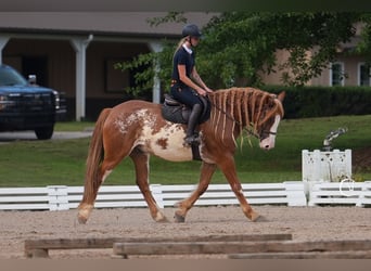 Caballo cuarto de milla Mestizo, Caballo castrado, 7 años, 168 cm