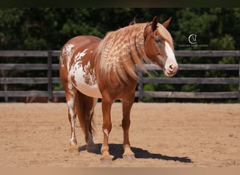 Caballo cuarto de milla Mestizo, Caballo castrado, 7 años, 168 cm