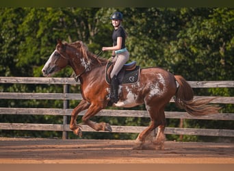 Caballo cuarto de milla Mestizo, Caballo castrado, 7 años, 168 cm
